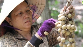 Đồng Tháp: Nhãn Châu Thành lên sàn thương mại điện tử