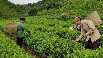 Bắc Kạn: Đầu tư phát triển cơ sở hạ tầng vùng trồng cây ăn quả, cây công nghiệp lâu năm