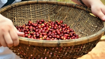 Giá cà phê hôm nay 30/7: Giảm nhẹ 300 đồng/kg