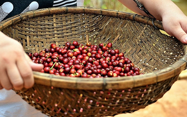 Giá cà phê hôm nay 30/7: Giảm nhẹ 300 đồng/kg
