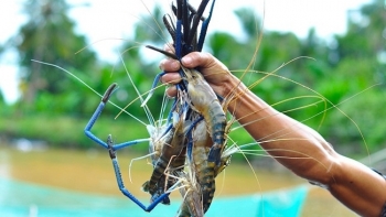 Tổng sản lượng thủy sản tháng 7 ước đạt 804,1 nghìn tấn