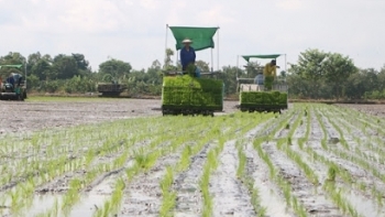 Đồng Tháp: Theo dõi tình hình sinh vật gây hại và tiến độ xuống giống vụ Hè Thu, Thu Đông năm 2021