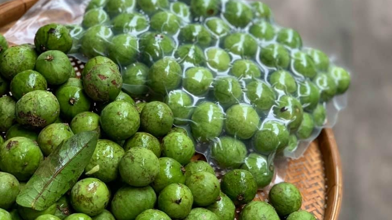 Lần đầu tiên 22 tấn quả sấu đông lạnh được tiếp thị tại Australia