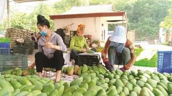 Sơn La: Hàng hóa tham gia xuất khẩu 7 tháng đạt hơn 81 triệu USD