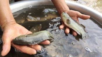 Ninh Bình: Sản lượng thủy sản tháng 7 ước đạt 5,6 nghìn tấn