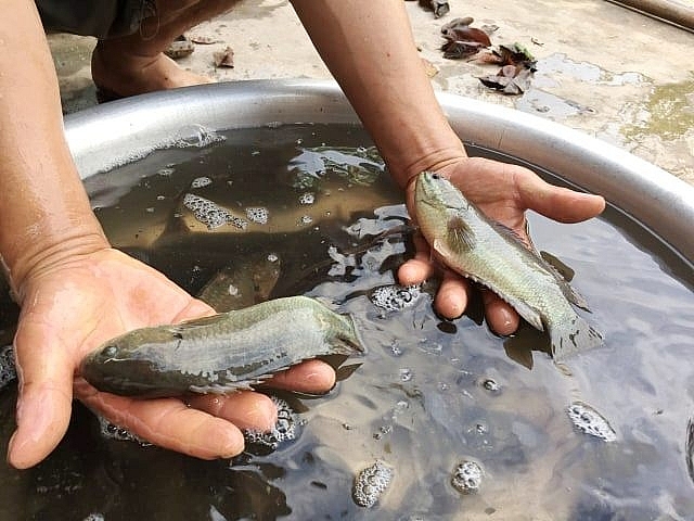 Ninh Bình: Sản lượng thủy sản tháng 7 ước đạt 5,6 nghìn tấn Ninh Bình: Sản lượng thủy sản tháng 7 ước đạt 5,6 nghìn tấn
