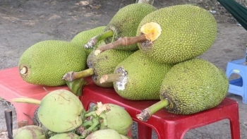 Tiền Giang: Giá mít Thái tăng mạnh, người dân trồng mít phấn khởi