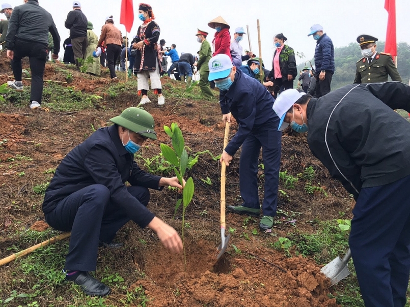 Yên Bái: Trồng rừng đạt trên 85% kế hoạch Yên Bái: Trồng rừng đạt trên 85% kế hoạch