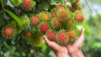 Kết nối tiêu thụ, xúc tiến xuất khẩu nông, thủy sản khu vực Nam Bộ và Tây Nguyên