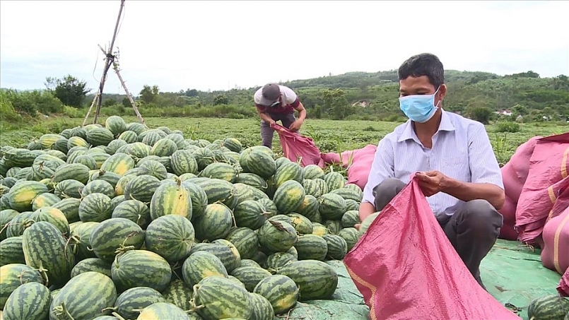 Phú Yên: Hỗ trợ nông dân sản xuất, thu hoạch, tiêu thụ sản phẩm nông nghiệp