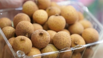 Hải Dương: Mở vườn thu hái nhãn xuất khẩu sang thị trường EU