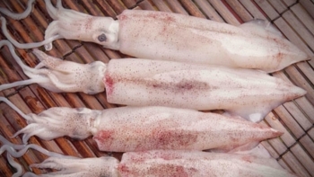 Xuất khẩu mực, bạch tuộc sang Hàn Quốc tăng nhẹ
