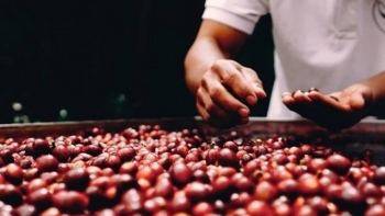 Giá cà phê hôm nay 7/8: Giảm nhẹ 300 đồng/kg