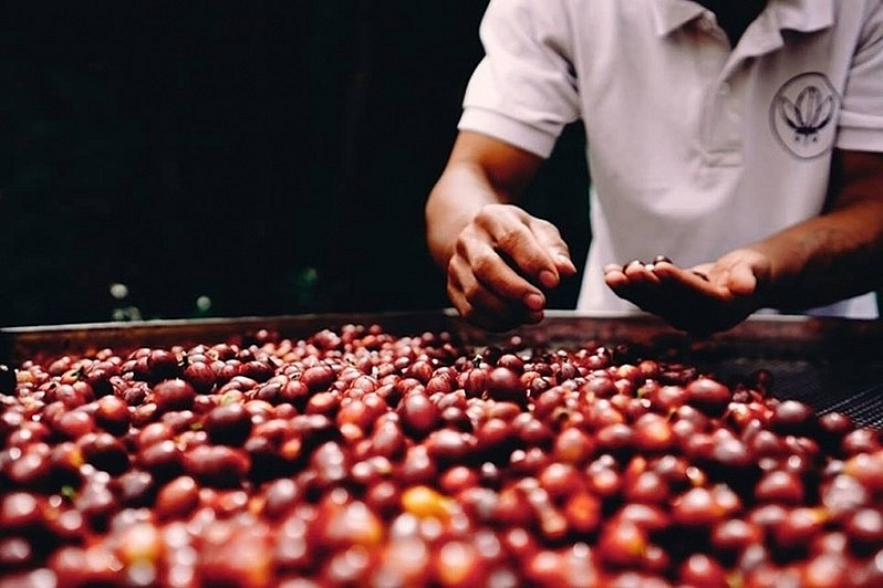 Giá cà phê hôm nay 7/8: Giảm nhẹ 300 đồng/kg