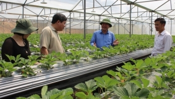 Lào Cai: Toàn tỉnh có 45 dự án đầu tư vào nông nghiệp