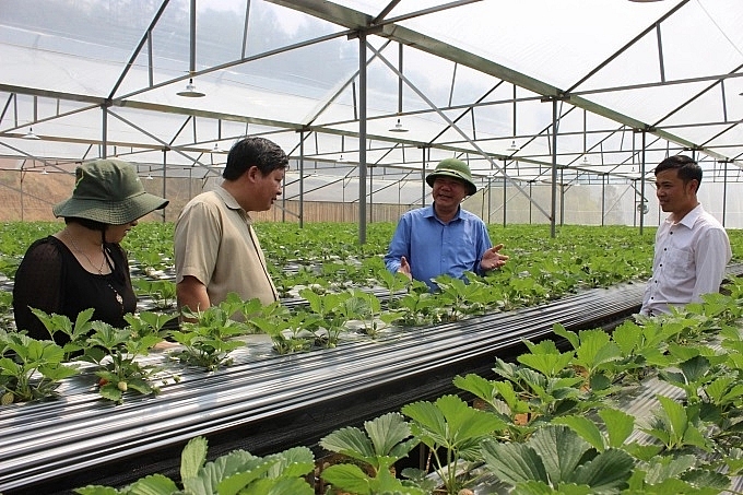 Khu sản xuất dâu tây ứng dụng công nghệ cao tại Lào Cai