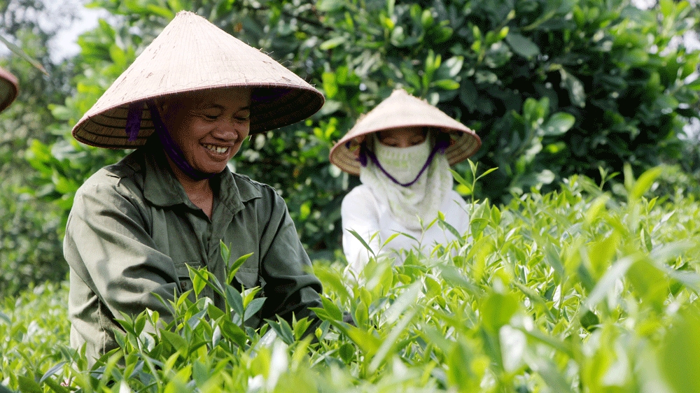 Phát triển nhãn hiệu chứng nhận Chè Phú Thọ