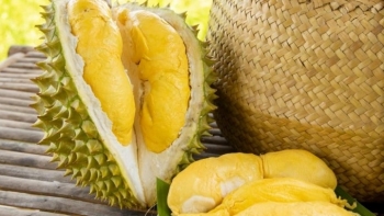 Sầu riêng Ri6 của Việt Nam“cháy hàng” tại Australia