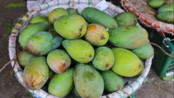 Sơn La: Toàn tỉnh tiêu thụ cơ bản hết sản lượng Xoài niên vụ 2021