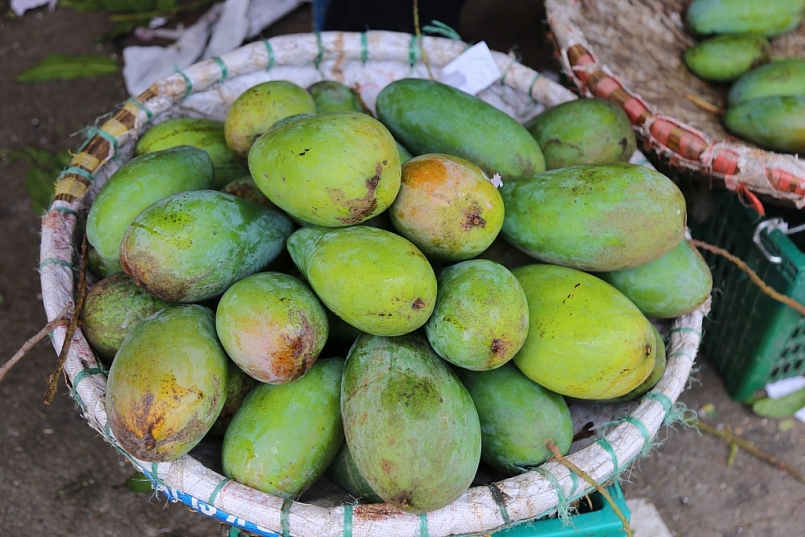 Sơn La: Toàn tỉnh tiêu thụ cơ bản hết sản lượng Xoài niên vụ 2021