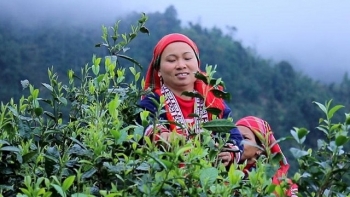 Yên Bái: Cơ cấu lại các vùng sản xuất chè gắn với công nghiệp chế biến và lợi thế địa phương