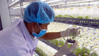 Quảng Nam: Phấn đấu đến năm 2030, ngành nông nghiệp chiếm khoảng 6% trong GRDP cơ cấu kinh tế của tỉnh