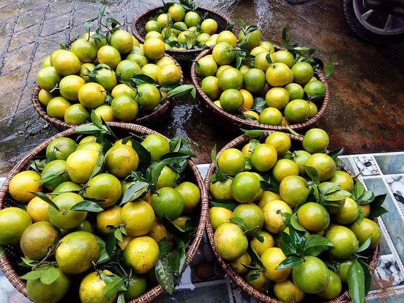 cây cam được coi là cây xóa đói giảm nghèo, làm giàu cho các hộ dân vùng đồi núi của Hà Tĩnh