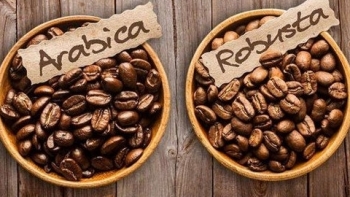 Giá cà phê hôm nay 10/8: Đồng loạt tăng