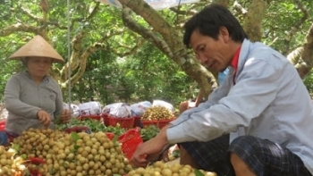 Đồng Tháp: Huyện Cao Lãnh hỗ trợ người dân sản xuất, tiêu thụ nông sản