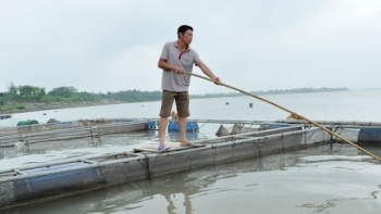 Bắc Ninh: Đẩy mạnh phát triển sản xuất thủy sản, chăn nuôi những tháng cuối năm