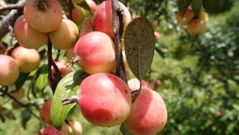 Yên Bái:  Đến năm 2025, tăng diện tích cây ăn quả lên 10.000 ha