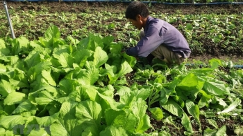 Bà Rịa-Vũng Tàu: Giá trị sản xuất ngành nông nghiệp tháng 7 tăng 4,09%