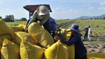 Sẽ thành lập Tổ công tác phản ứng nhanh giúp tiêu thụ lúa gạo