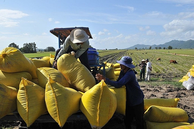 Sẽ thành lập Tổ công tác phản ứng nhanh giúp tiêu thụ lúa gạo Sẽ thành lập Tổ công tác phản ứng nhanh giúp tiêu thụ lúa gạo