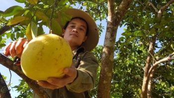 Đưa bưởi Phúc Trạch lên sàn thương mại điện tử, hướng tới kênh tiêu thụ bền vững