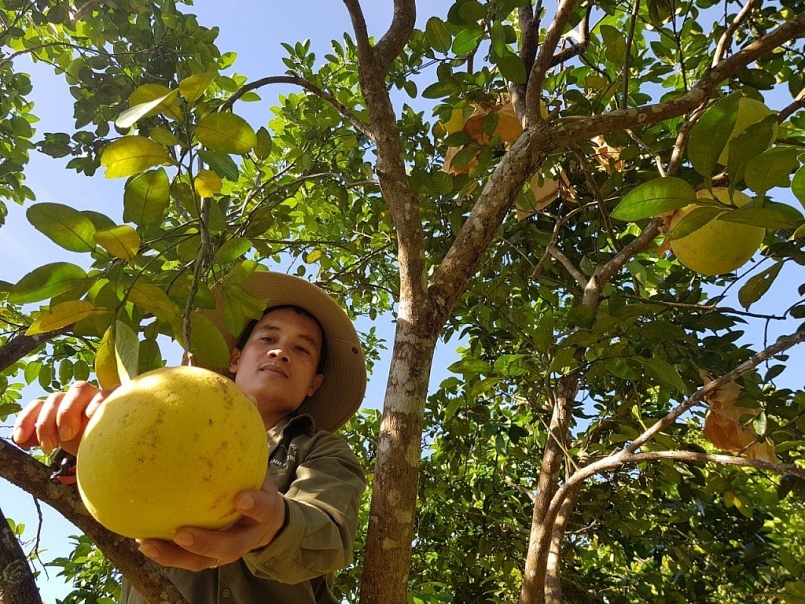 Đưa bưởi Phúc Trạch lên sàn thương mại điện tử, hướng tới kênh tiêu thụ bền vững