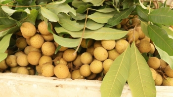 Sơn La: Toàn huyện Sông Mã đã tiêu thụ 33.674 tấn nhãn