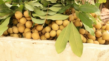 Sơn La: Toàn huyện Sông Mã đã tiêu thụ 33.674 tấn nhãn