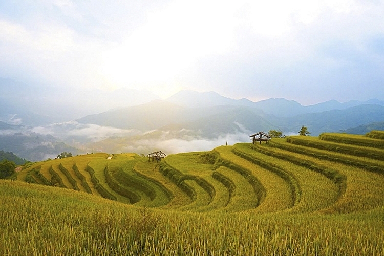 Ở Hoàng Su Phì thì mỗi năm mùa lúa chỉ có duy nhất 1 vụ diễn ra vào khoảng tháng 9, tháng 10 hàng năm