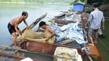 Vĩnh Phúc: Phấn đấu đến năm 2025, tổng sản lượng thủy sản đạt 28.000 đến 29.000 tấn