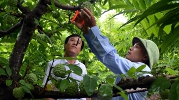 Sơn La: 7 tháng đầu năm sản xuất nông, lâm nghiệp ổn định