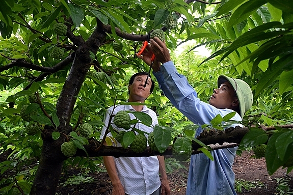 Sơn La: 7 tháng đầu năm sản xuất nông, lâm nghiệp ổn định