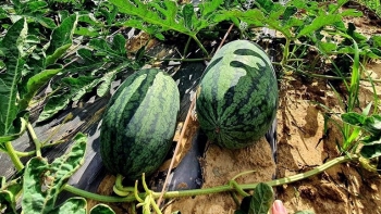 Quảng Bình: Đảm bảo các điều kiện để đưa sản phẩm nông, lâm, thủy sản lên sàn thương mại điện tử