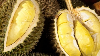 Đắk Lắk: Xây dựng hai phương án tiêu thụ sản phẩm bơ và sầu riêng