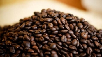 Giá cà phê hôm nay 16/8: Đi ngang đầu tuần