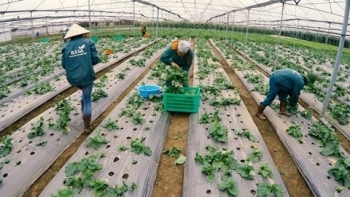 Sơn La:  Đẩy mạnh phát triển nông nghiệp ứng dụng công nghệ cao, nông nghiệp sạch