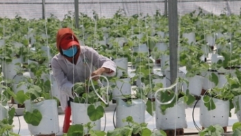 Thừa Thiên-Huế: Thực hiện Chương trình “100 doanh nghiệp chuyển đổi số trong 100 ngày”