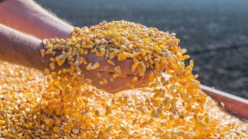 Nhập khẩu ngô 7 tháng đầu năm đạt 1,77 tỷ USD