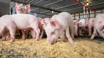 Cà Mau: Tiếp tục tăng cường phòng, chống bệnh dịch tả lợn châu Phi