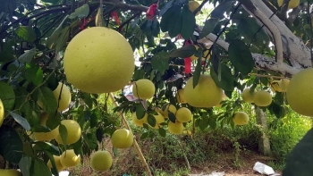 Quảng Bình:  Hỗ trợ 03 Dự án chăn nuôi thỏ sinh sản và 01 Dự án trồng bưởi Phúc Trạch